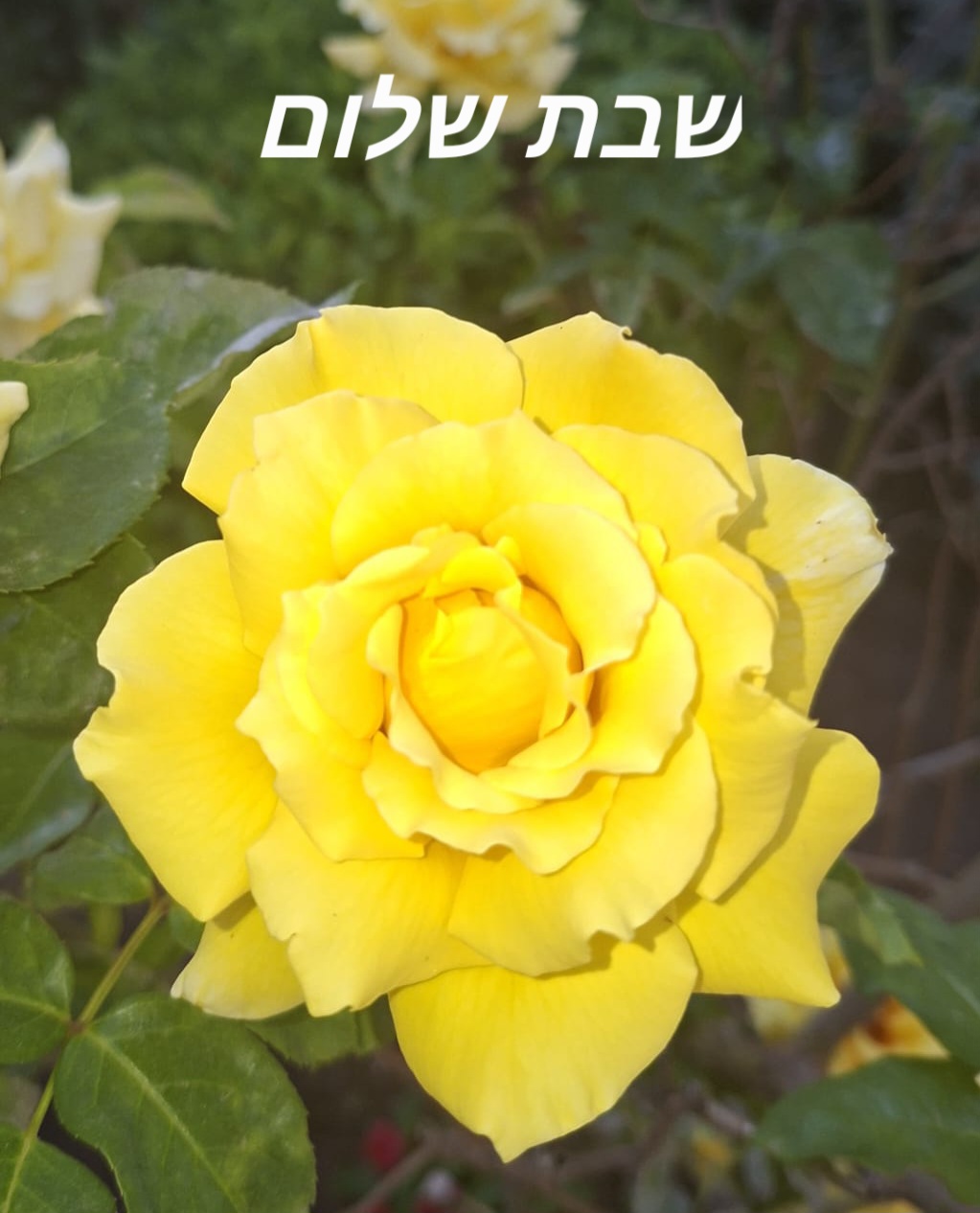 IMG-20260612-WA0000