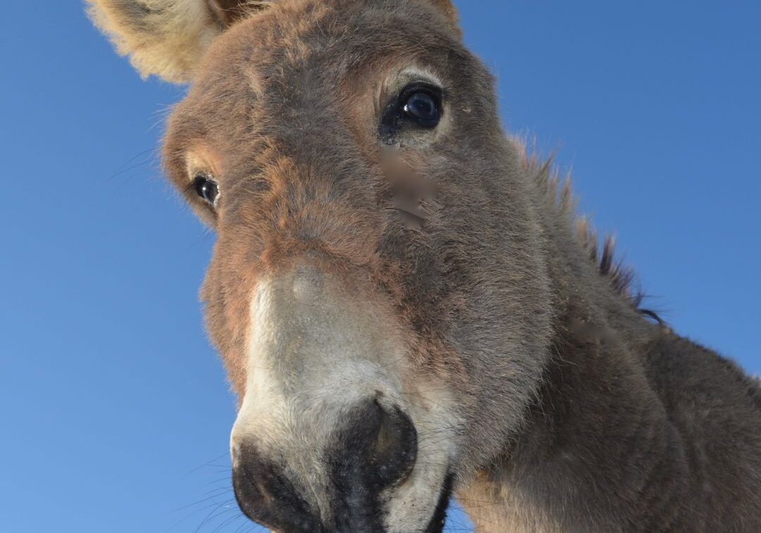 Donkey 6-27-26