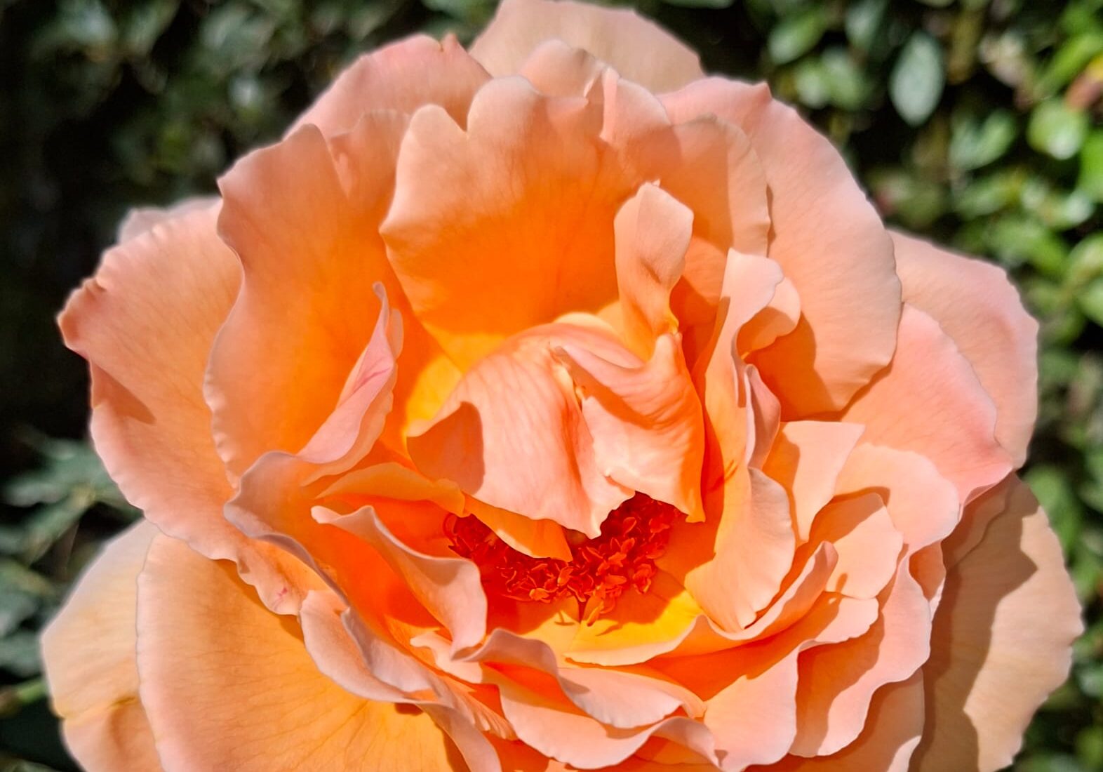 IMG-20260529-WA0000