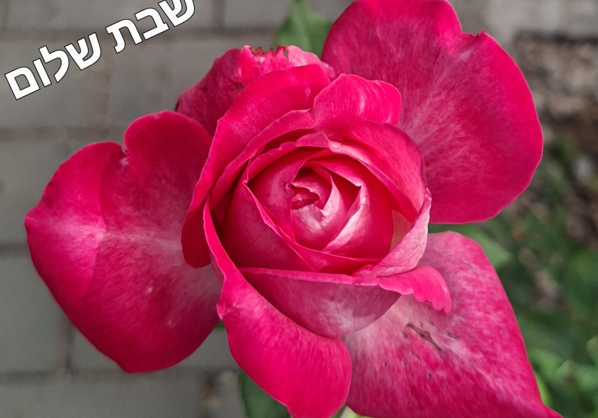 WhatsApp Image 2026-07-31 at 01.36.25